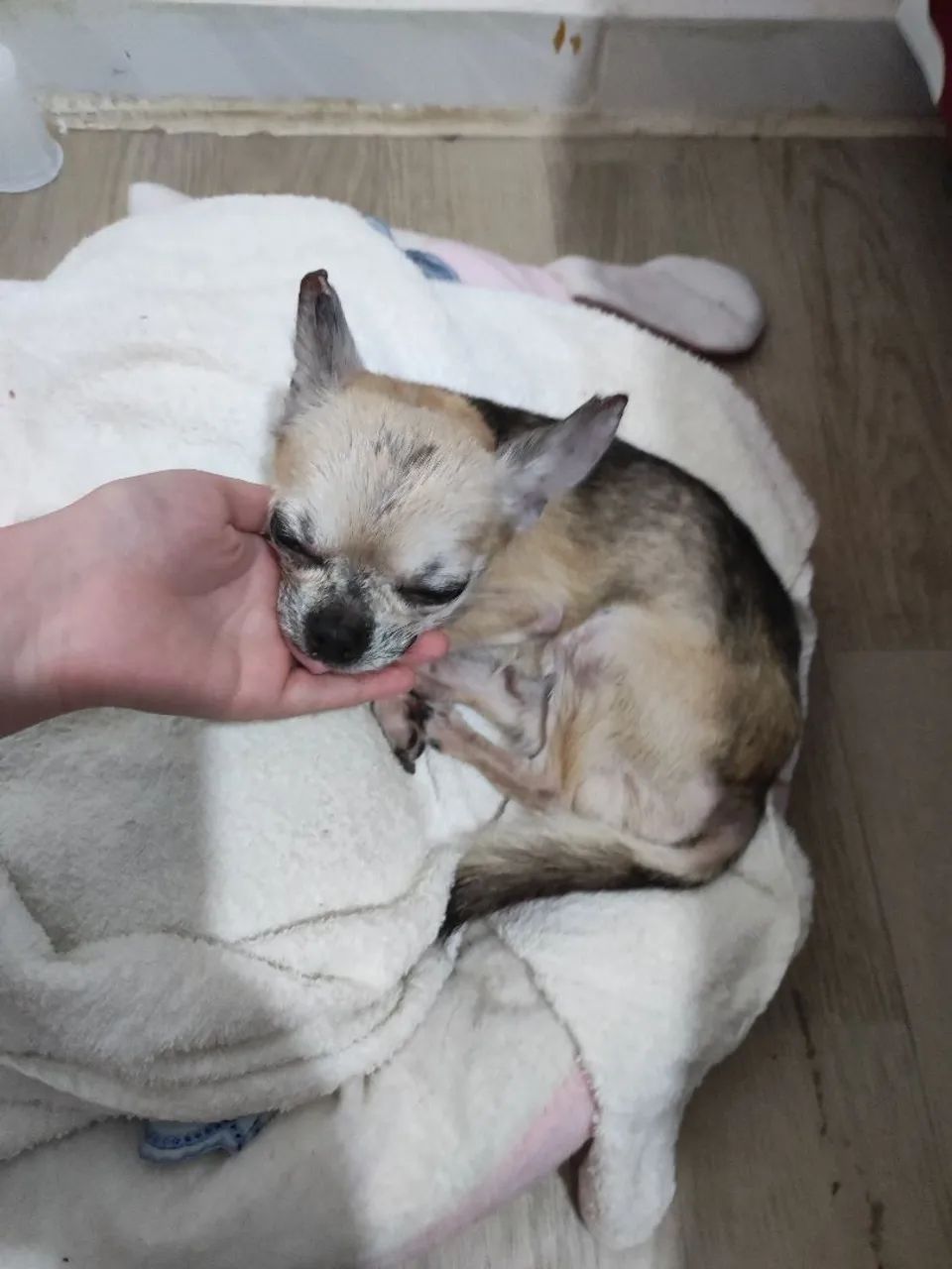Cachorro chiauauha  - Foto 2