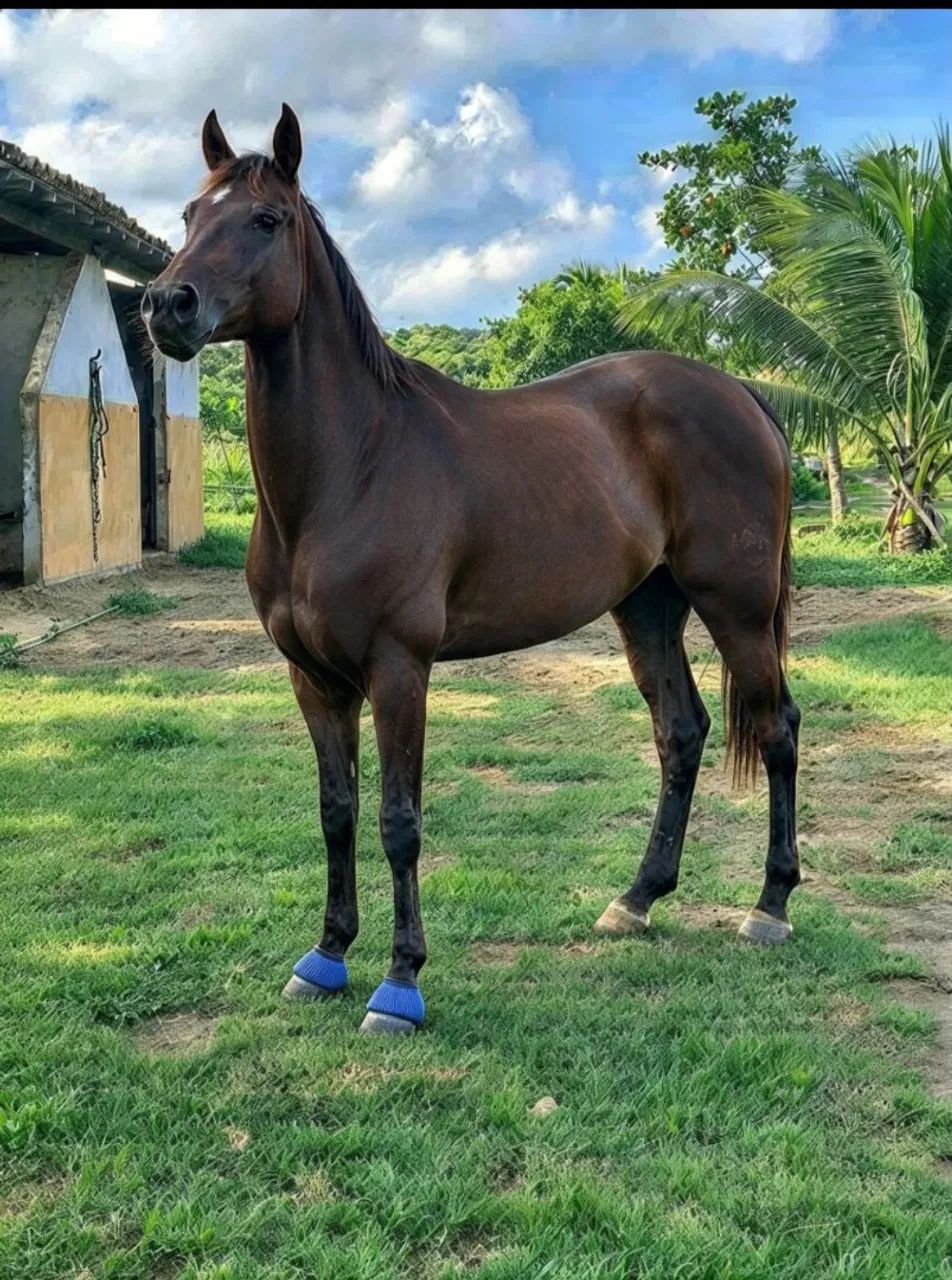 Égua sem ABQM