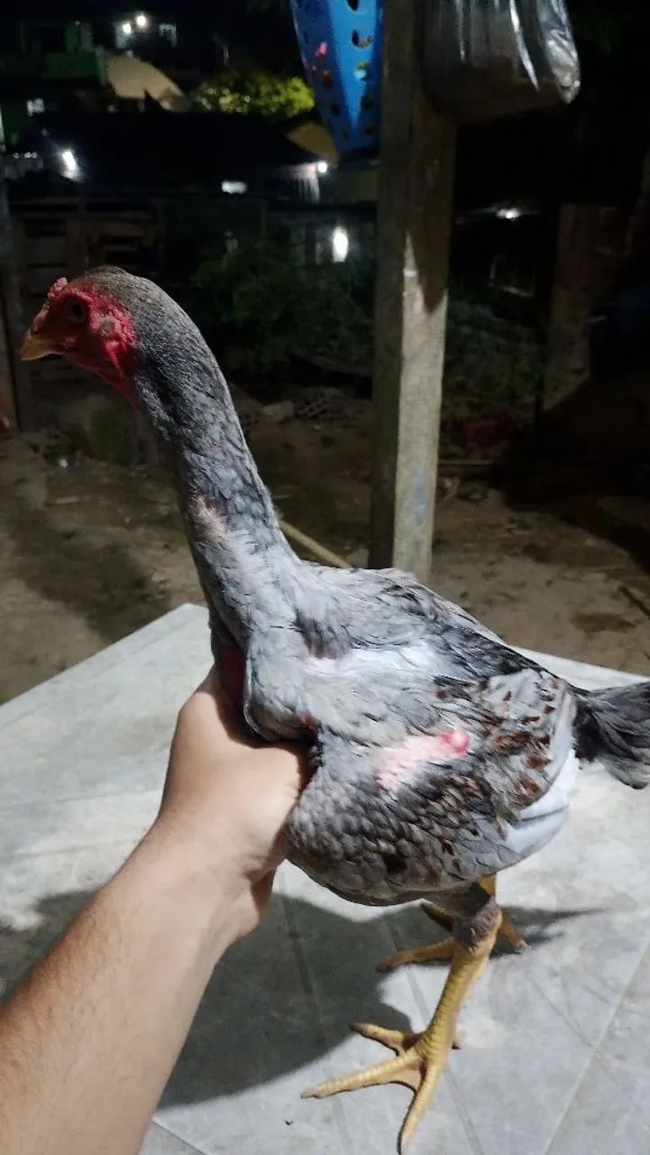 Galo e galinha de raça  - Foto 3