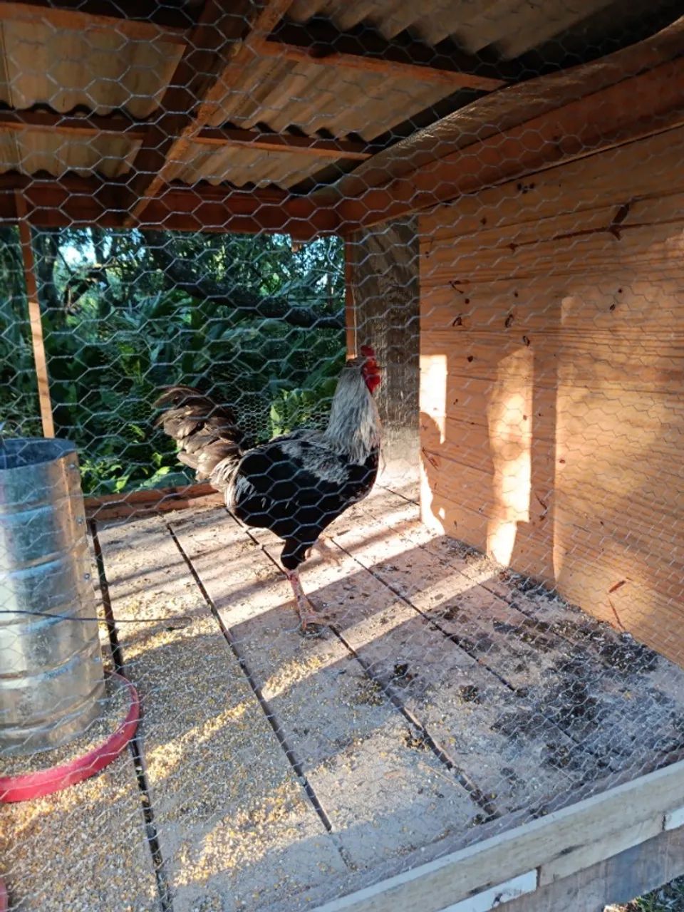 Frango caipira - Foto 5