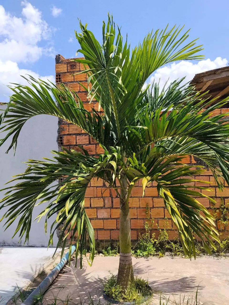 Palmeira 