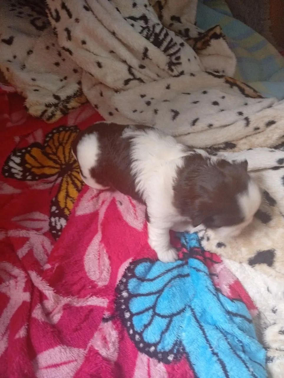 Shitzu  - Foto 3