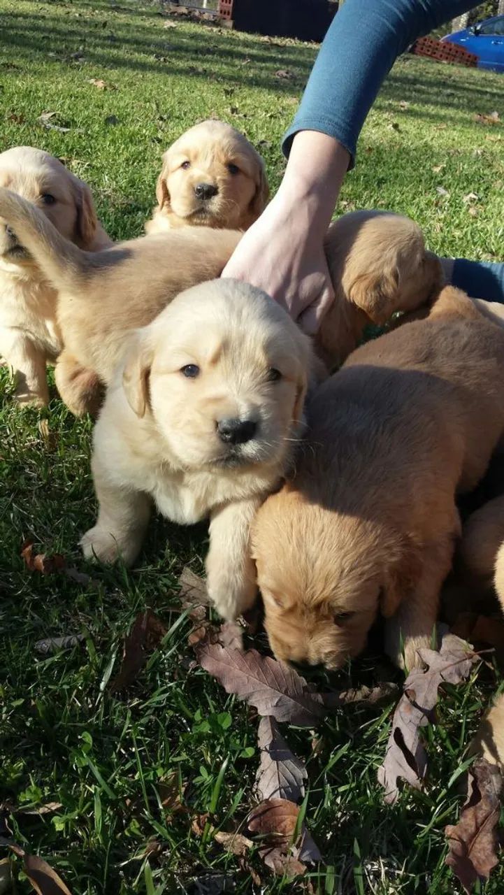 Golden adorável 