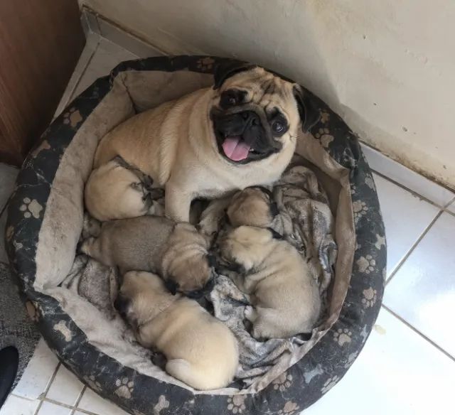 Doaçao de cachorros