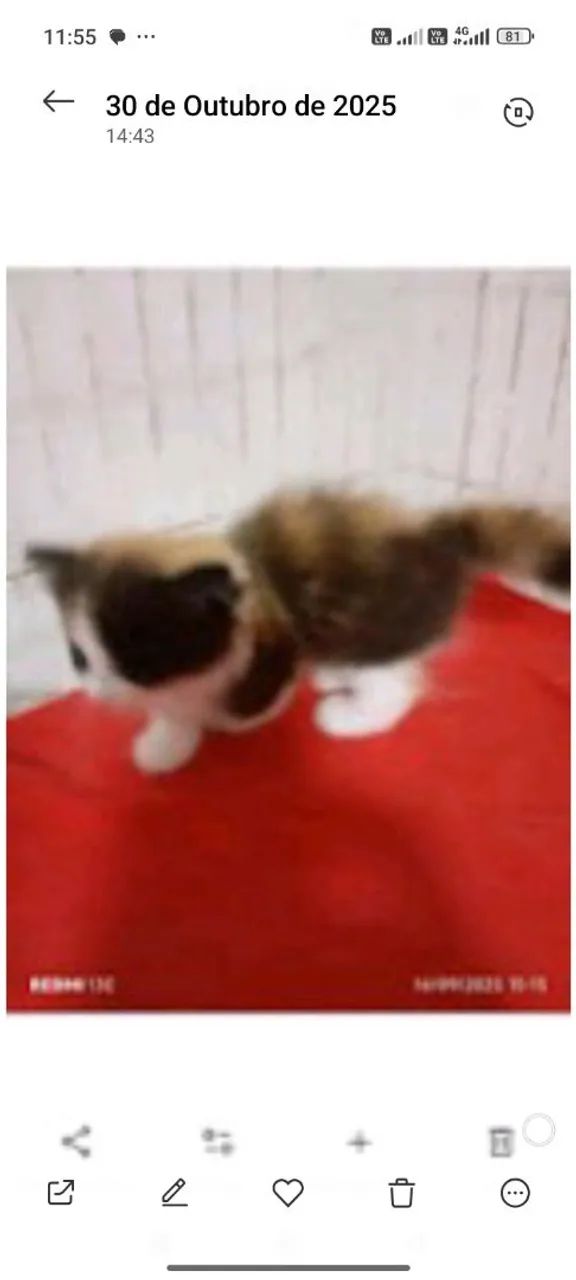 Munchking Middle leg  - Foto 4