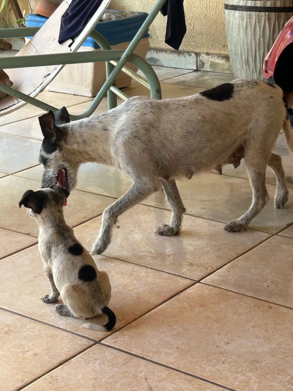 Doação! Adote com amor  - Foto 5