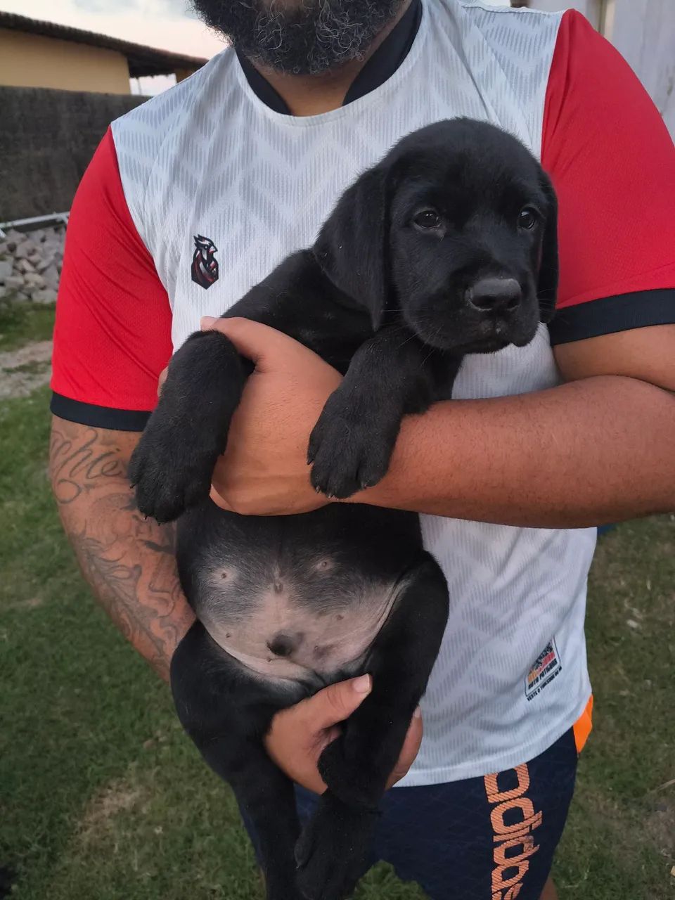 Labrador - Foto 5