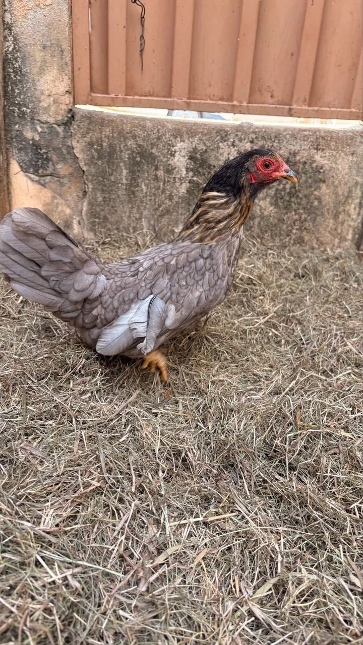 Galinha garnizé 