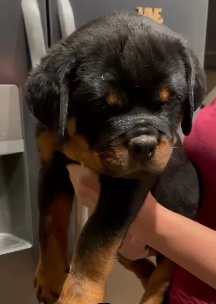 ROTTWEILER FILHOTES