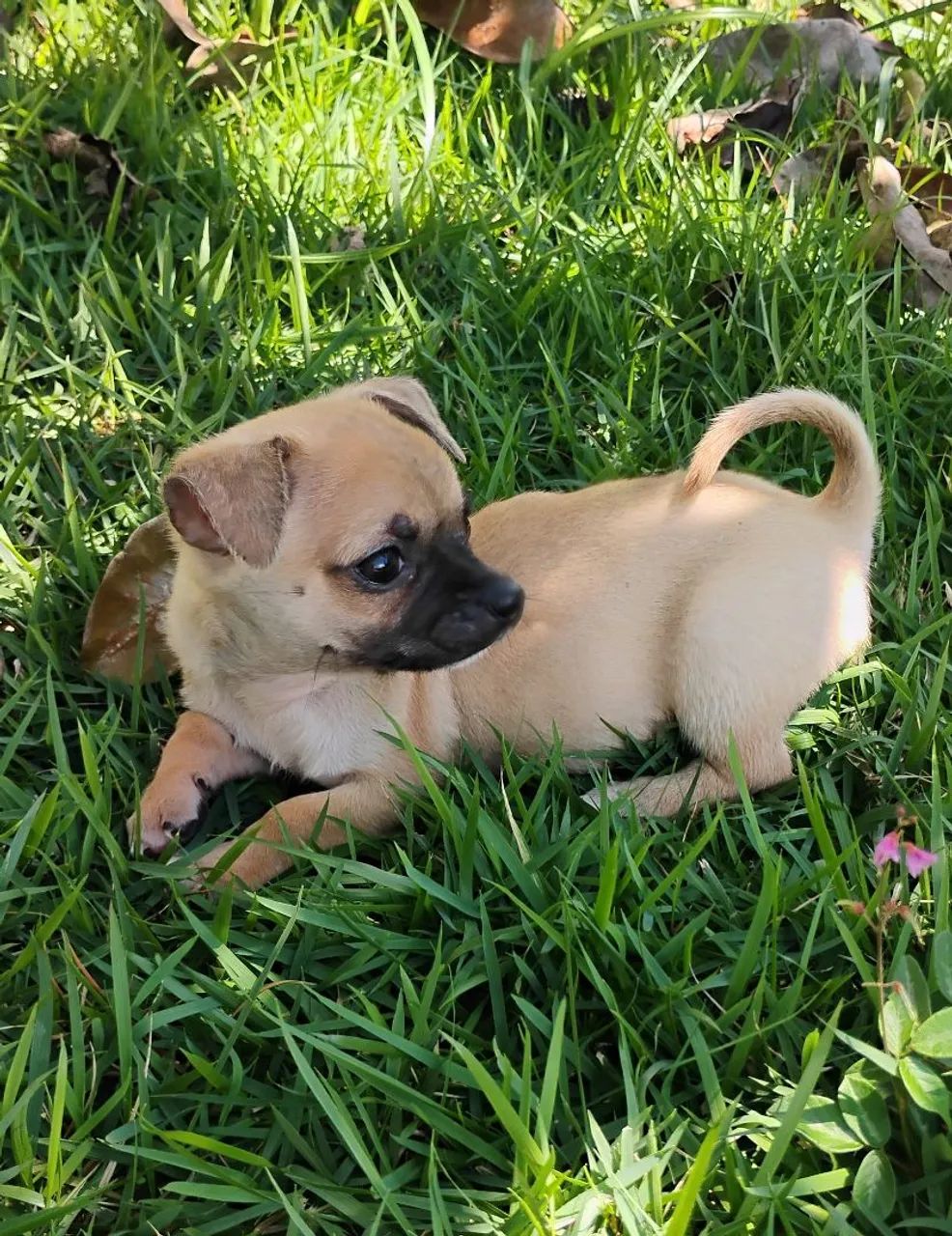 Chihuahua #MACHO - Foto 5