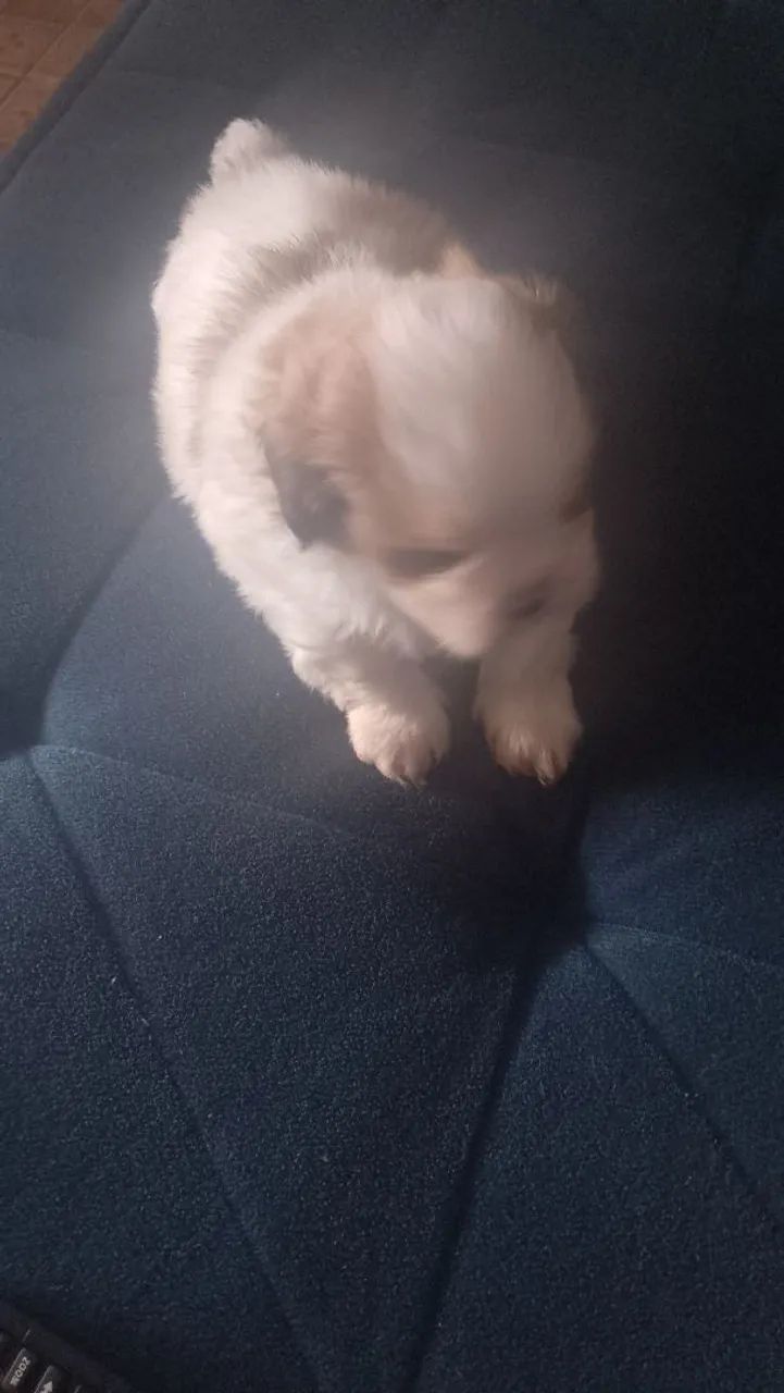 Vende.se cachorro shitus machinho com 35 dias valor 650 reais  comendo ração molhadinha ja - Foto 3