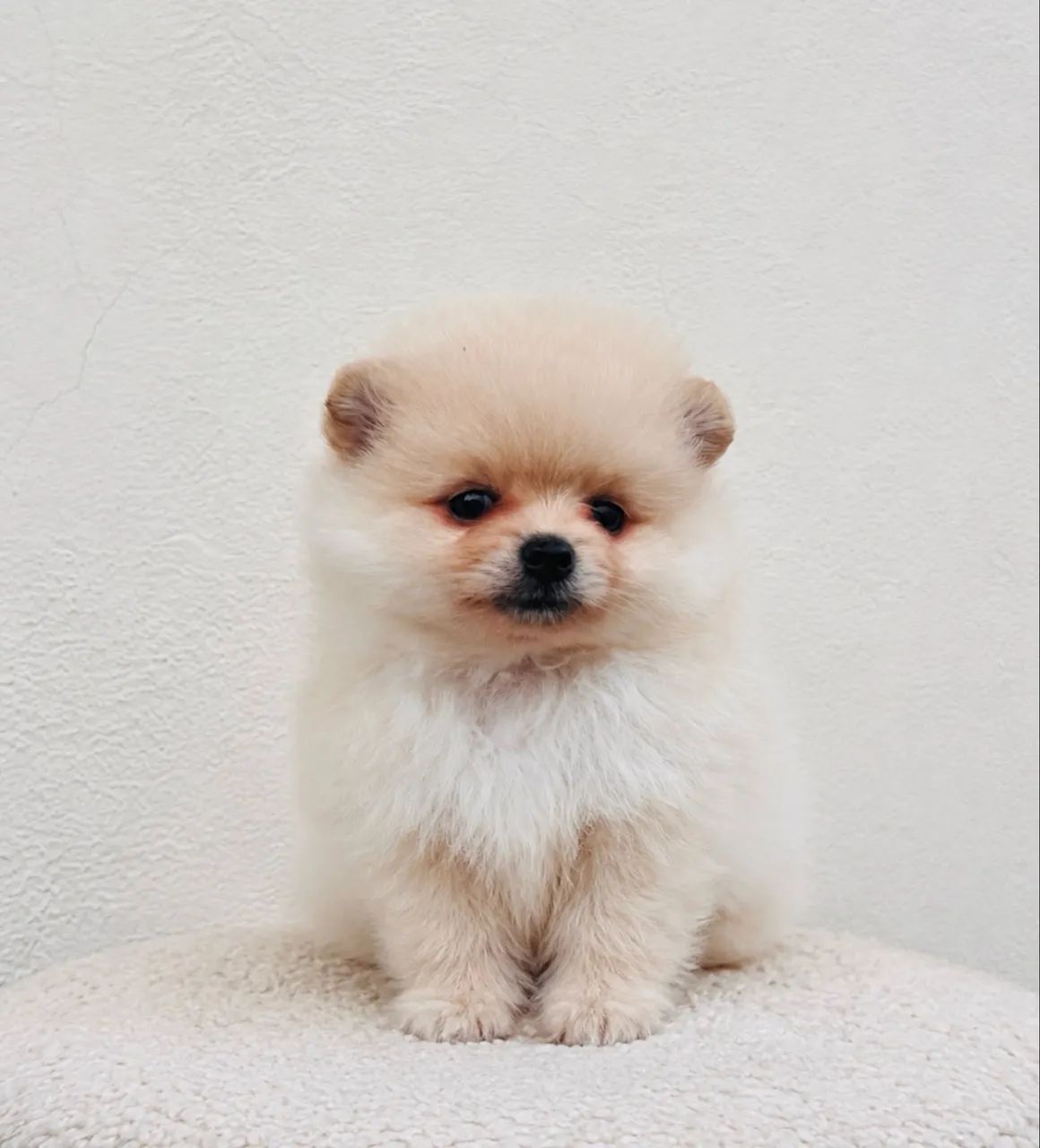 Macho Spitz  - Foto 2