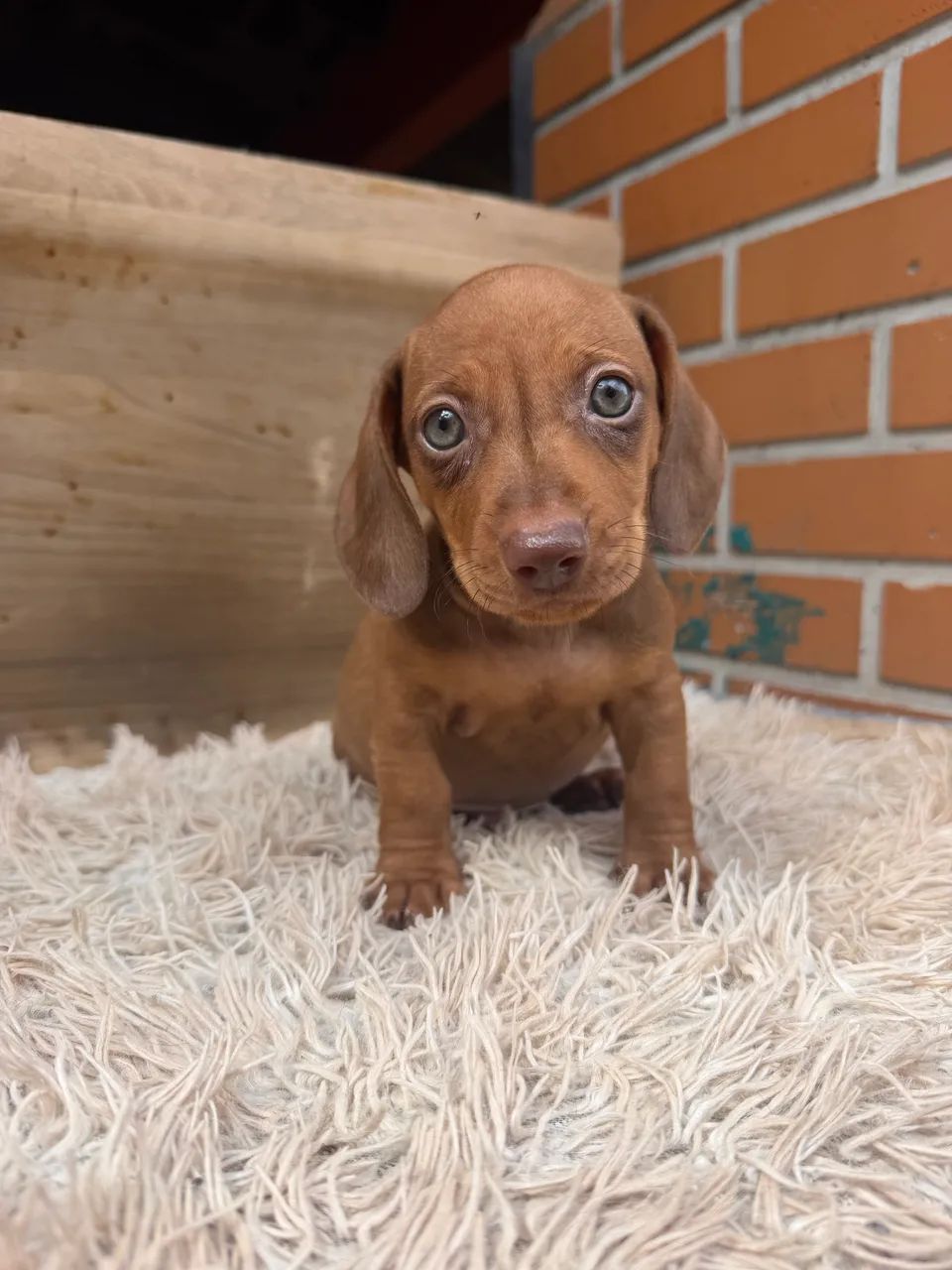 Dachshund macho  - Foto 2