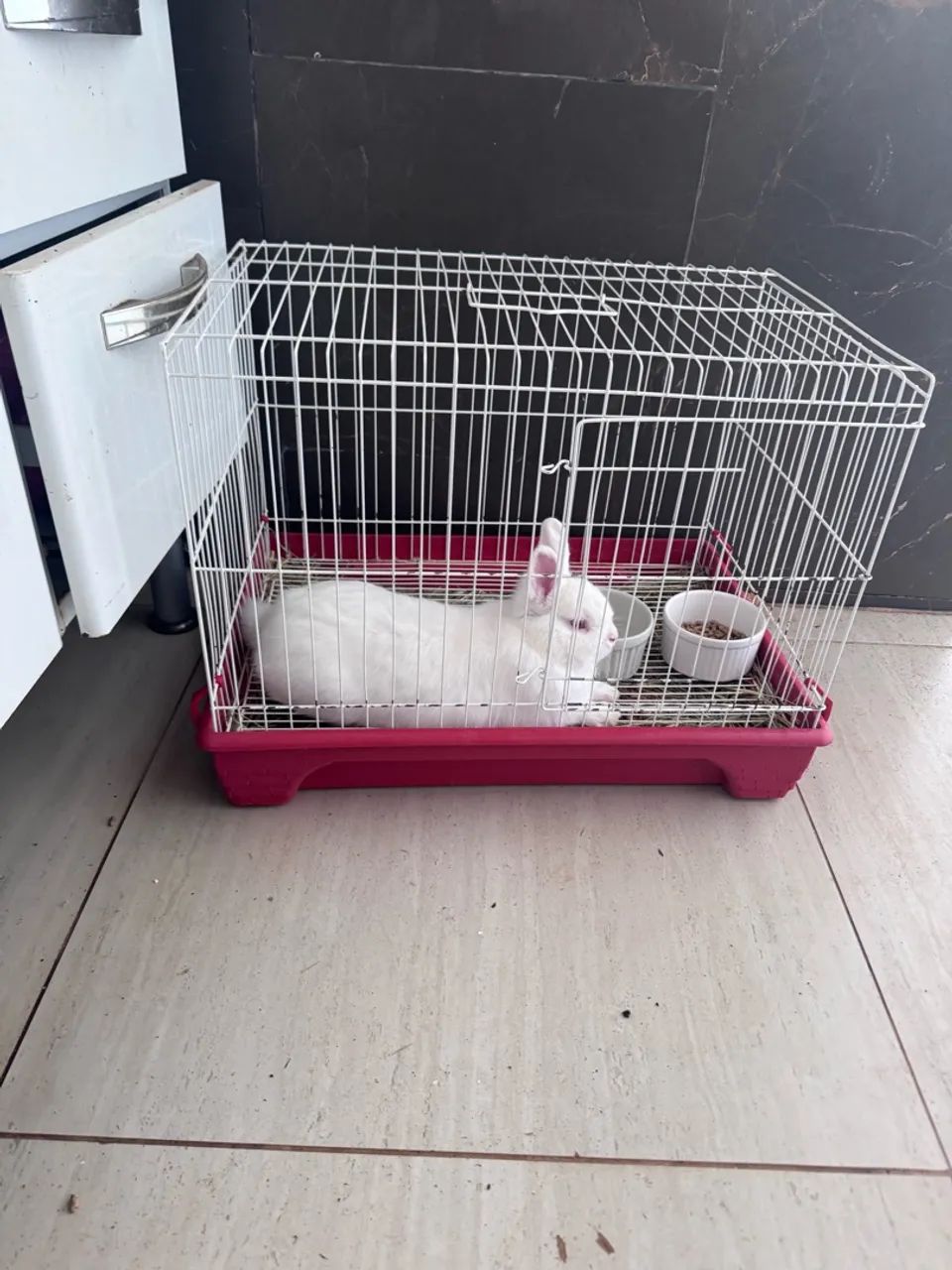 Mini Coelho e Gaiola