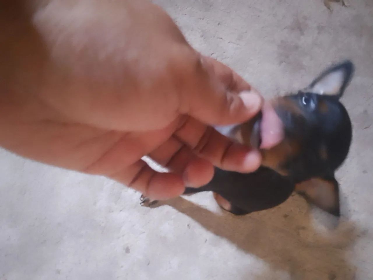 Pincher  - Foto 2