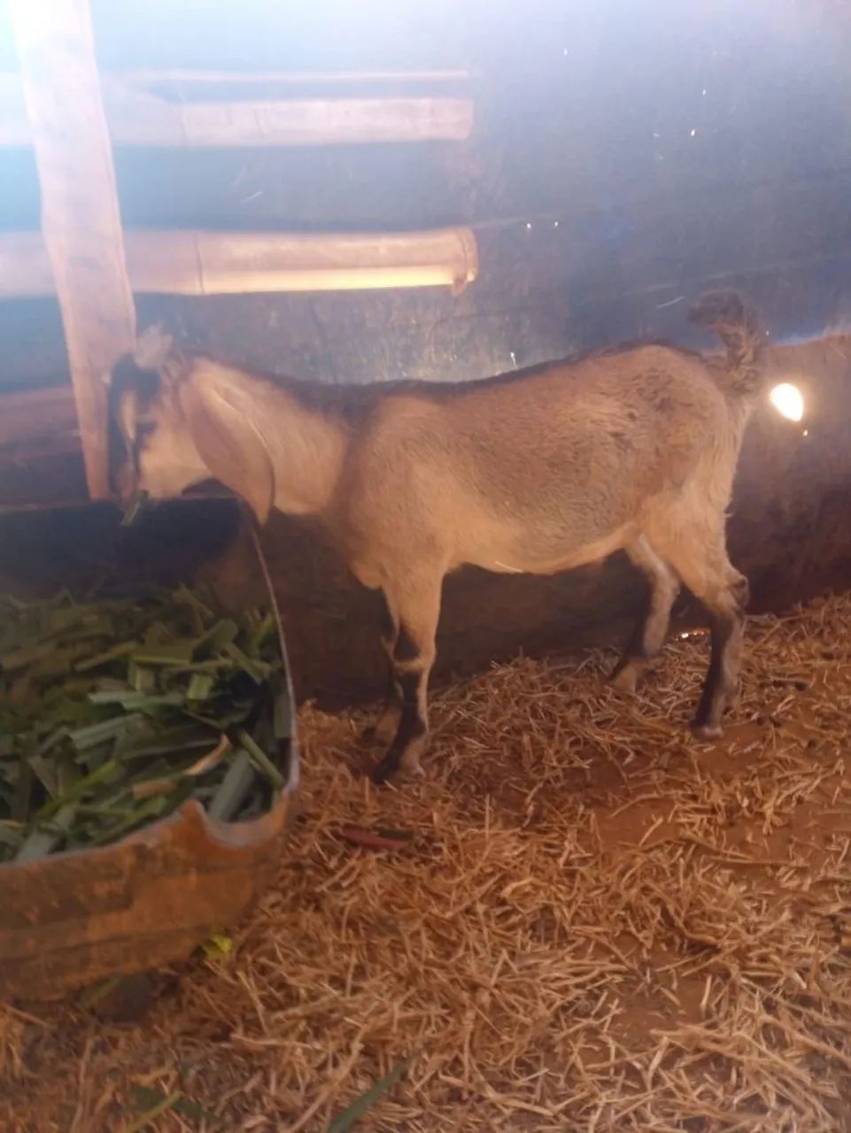 Cabras 