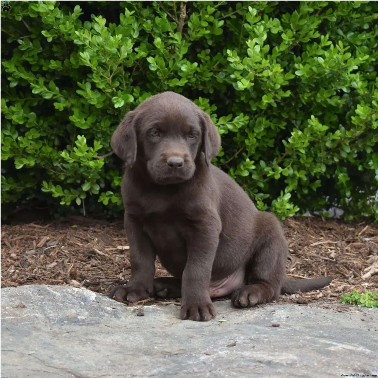 Labrador Chocolate | Filhotes com excelente saúde 
