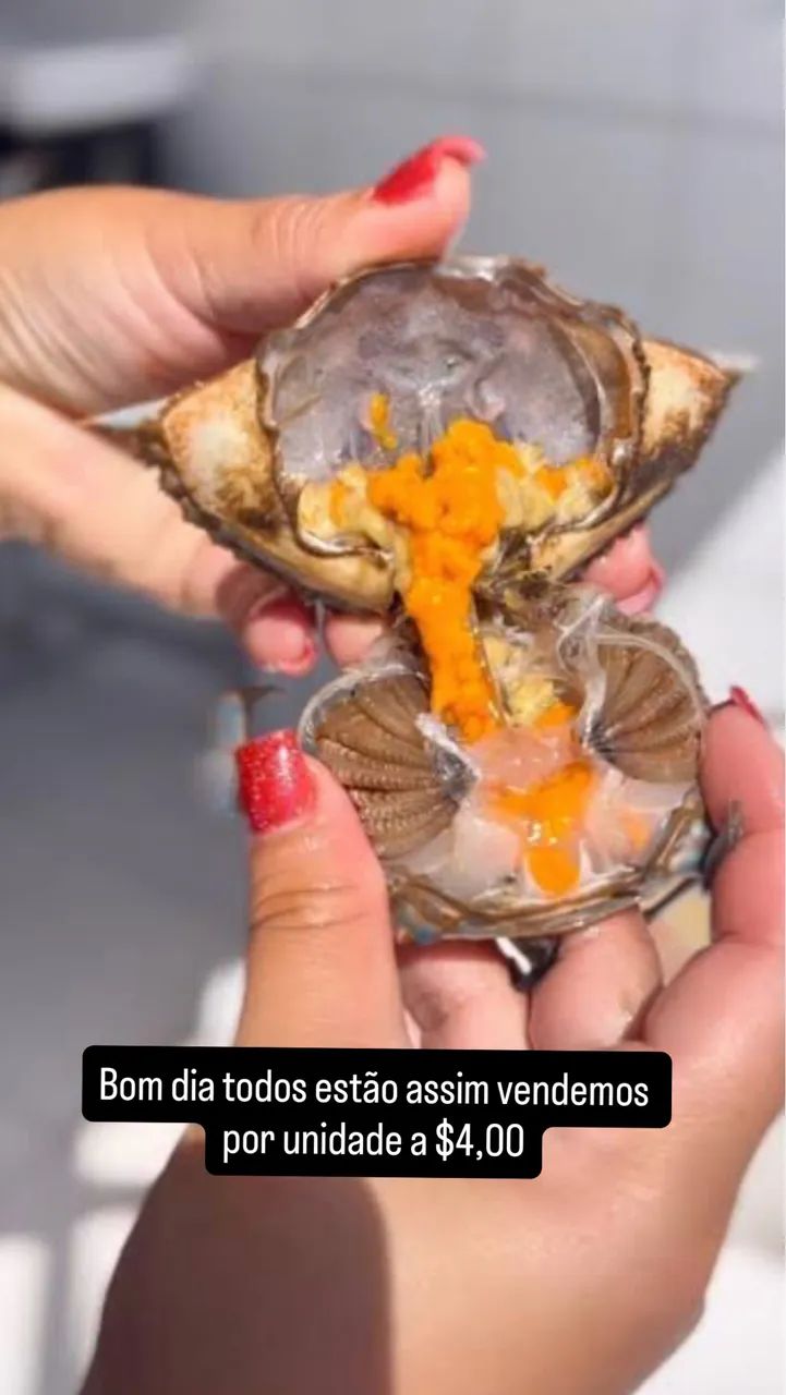 Vendo Siri de coral por unidade a partir de 20 unidades - Foto 2