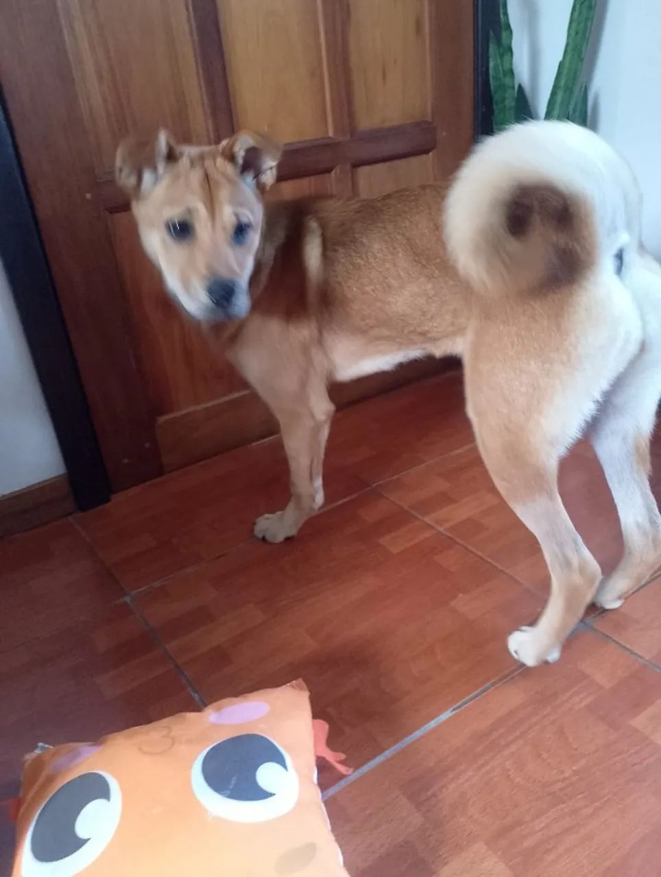 ADOÇÃO - Foto 4