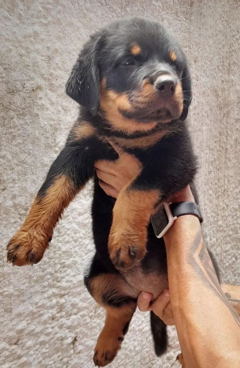 Filhote de Rottweiler 