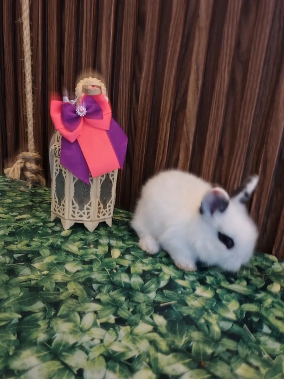 Mini coelhos - Foto 3