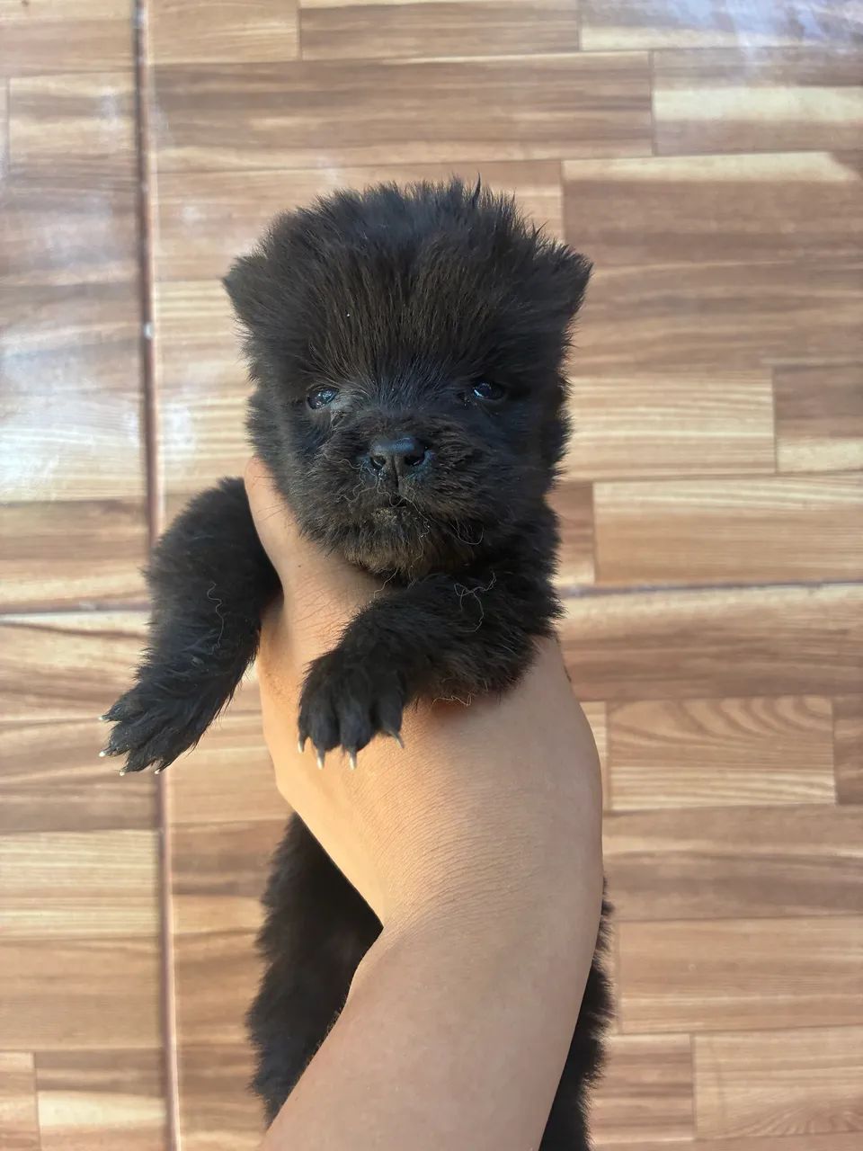 Chow Chow  - Foto 2