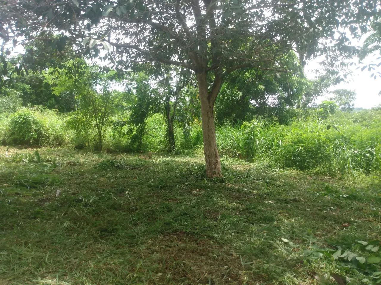 Terreno rural ramal nova aliança - Foto 2