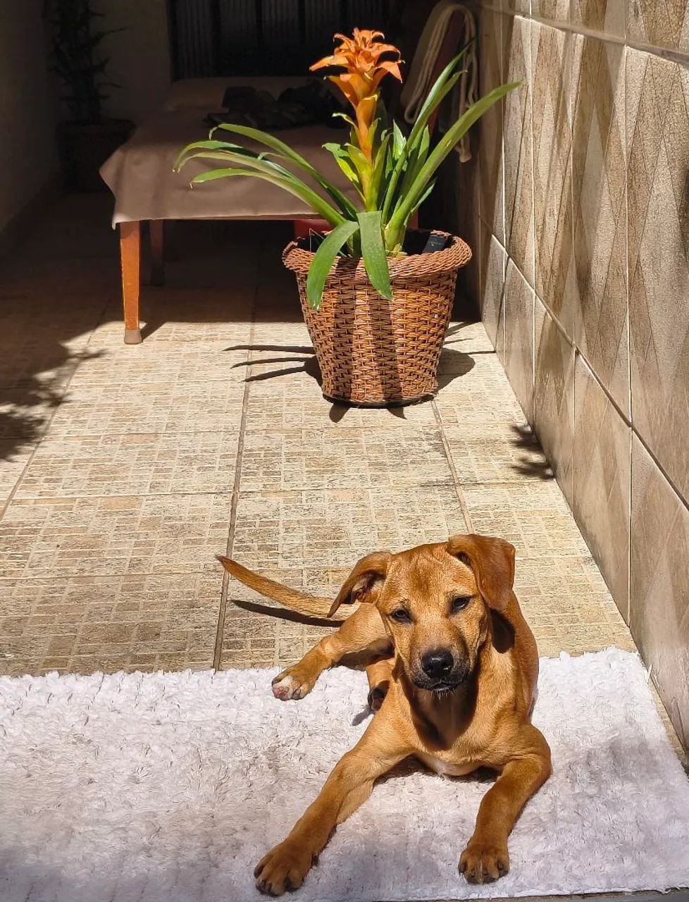 Cadelinhas para adoção  - Foto 2