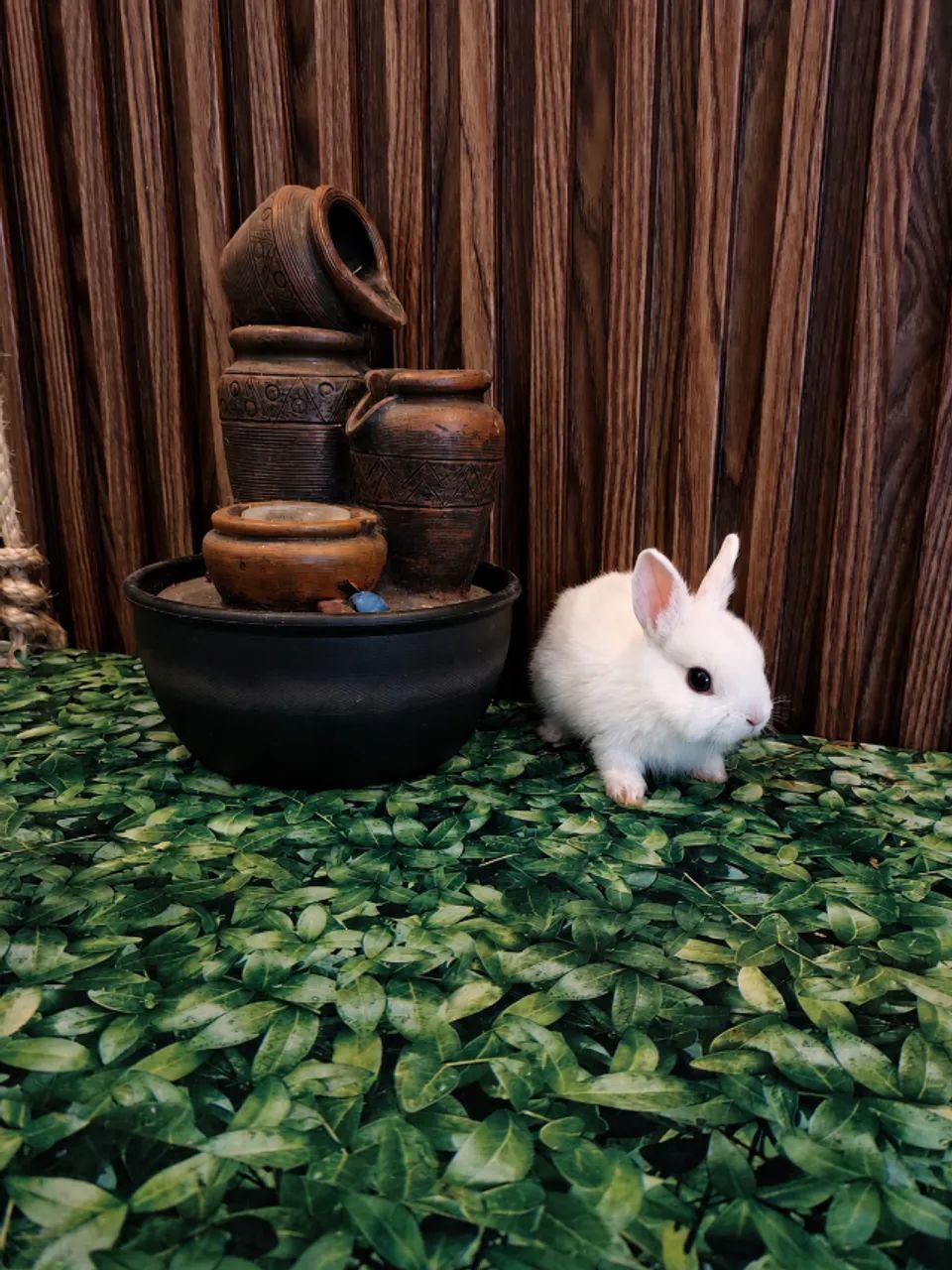 Mini coelhos - Foto 4