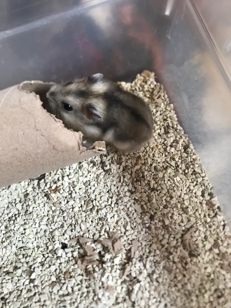 Hamster - Foto 2