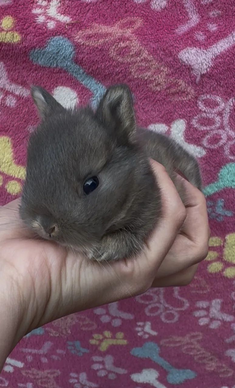 coelhos anao netherland  - Foto 2