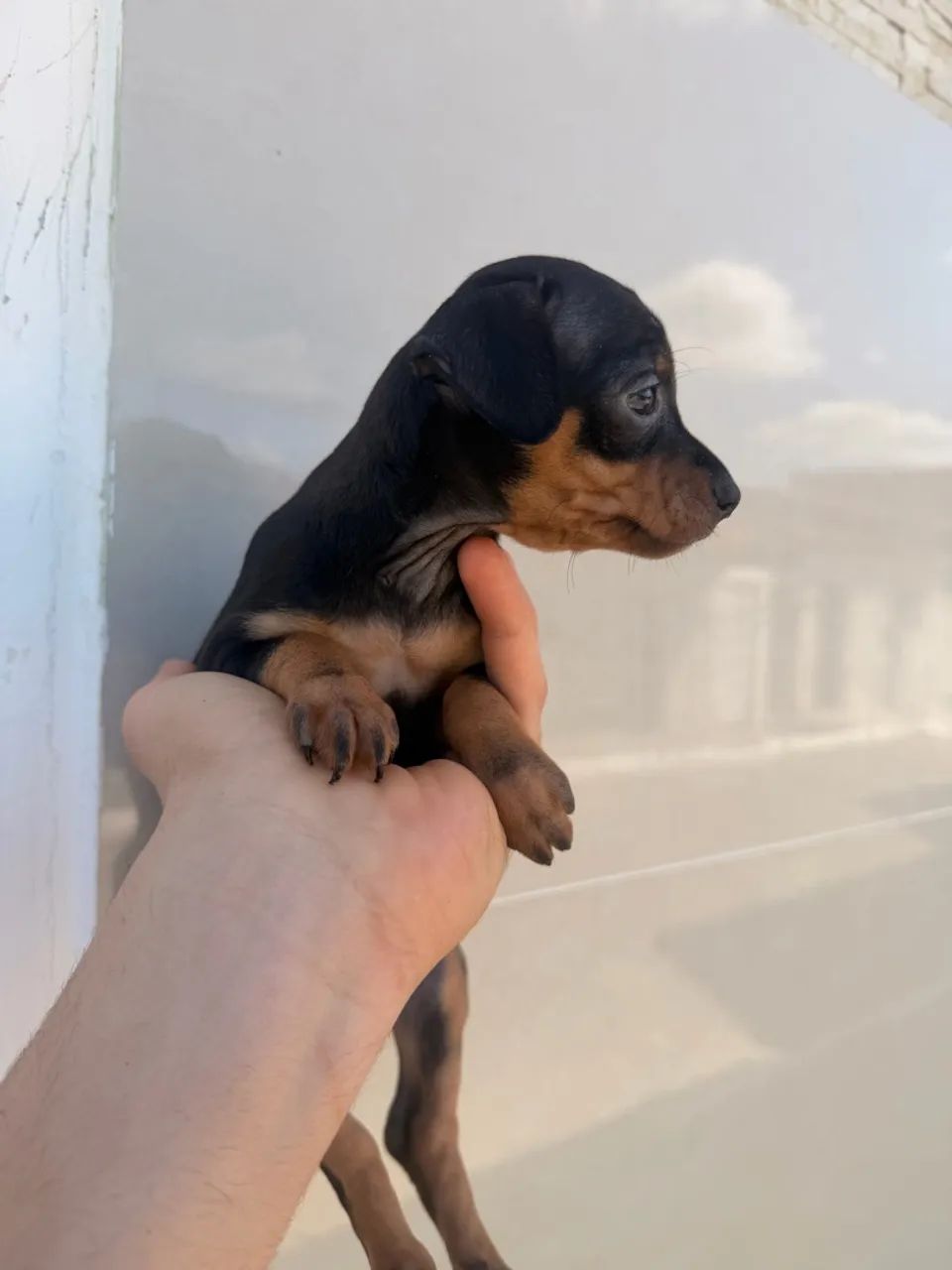 Pinscher  - Foto 3