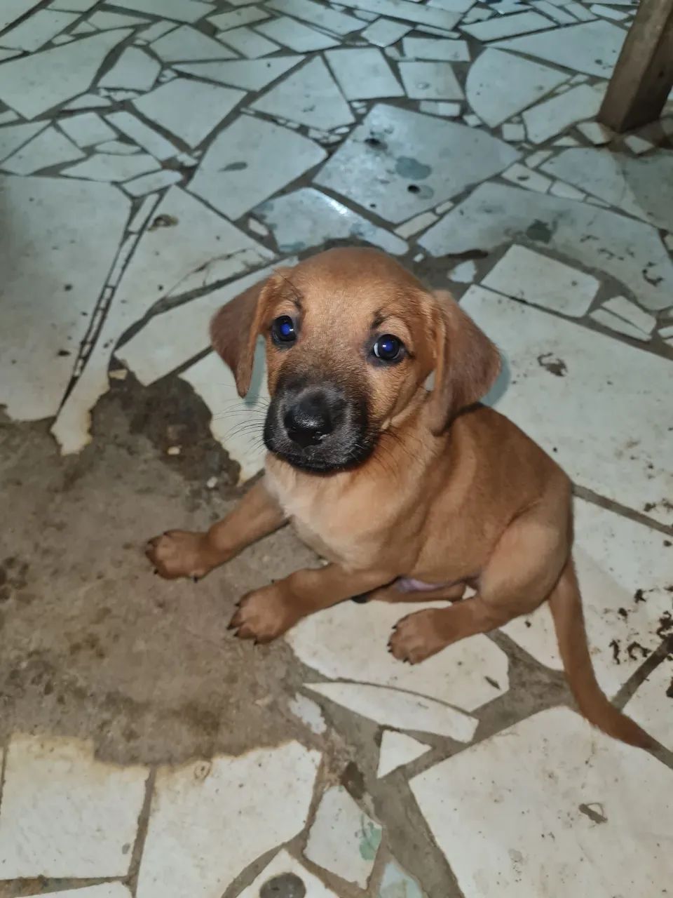 Doa se cachorros pequenos - Foto 2