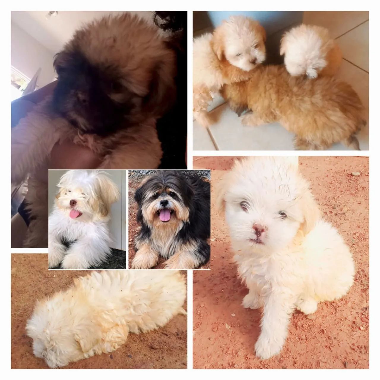 filhotes de shih tzu