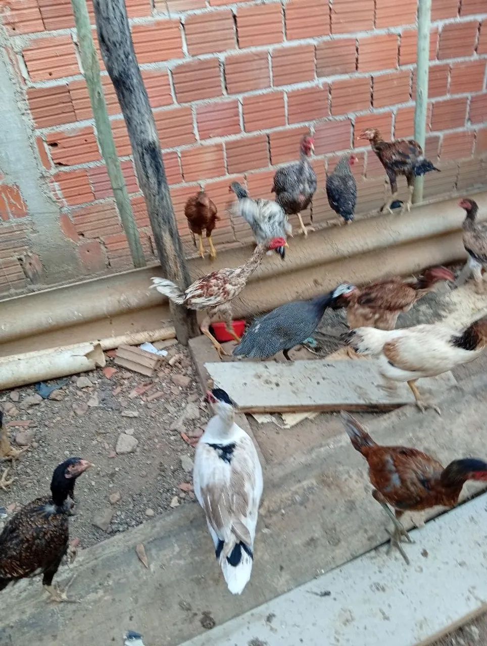 Galinha caipira  - Foto 3