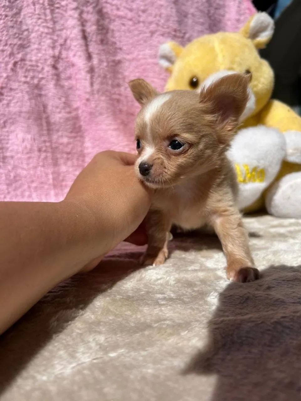 Vendo chihuahuas micro  - Foto 5