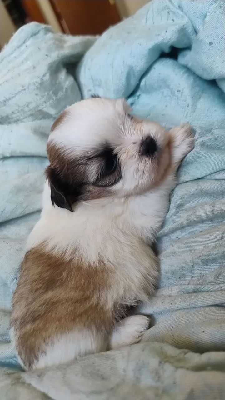 Shihtzu macho  - Foto 3