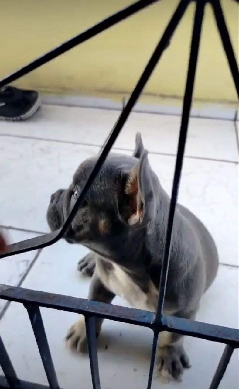American bully micro  - Foto 3