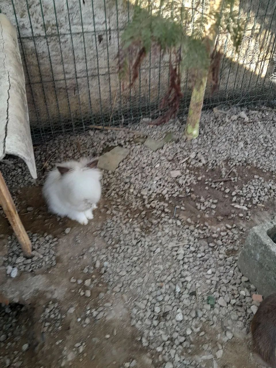 Coelhos  - Foto 3