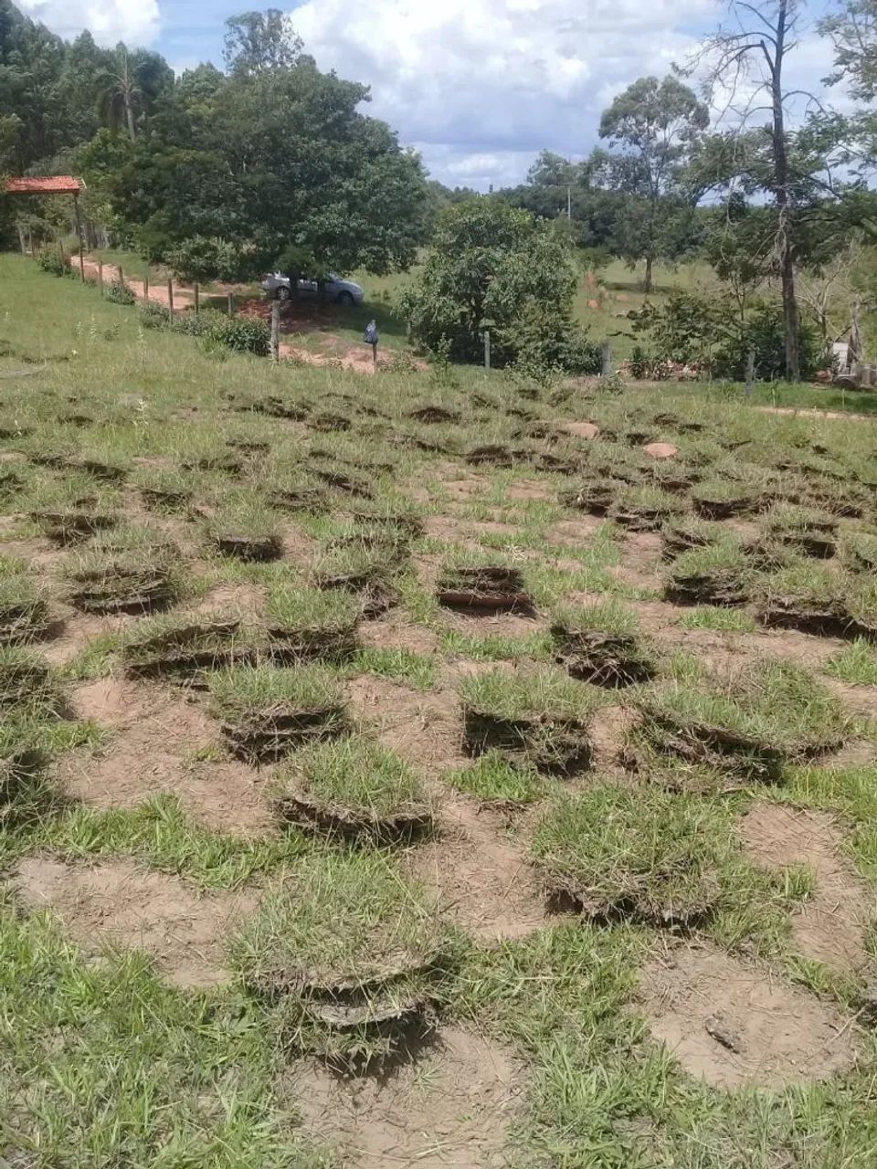 Grama batatais  - Foto 5