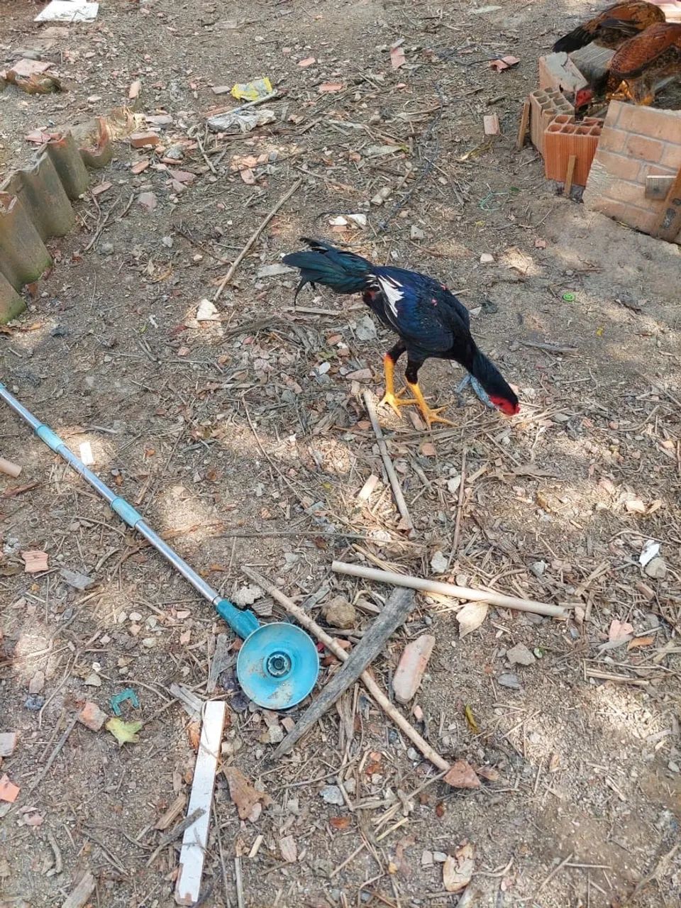 Galo  - Foto 3