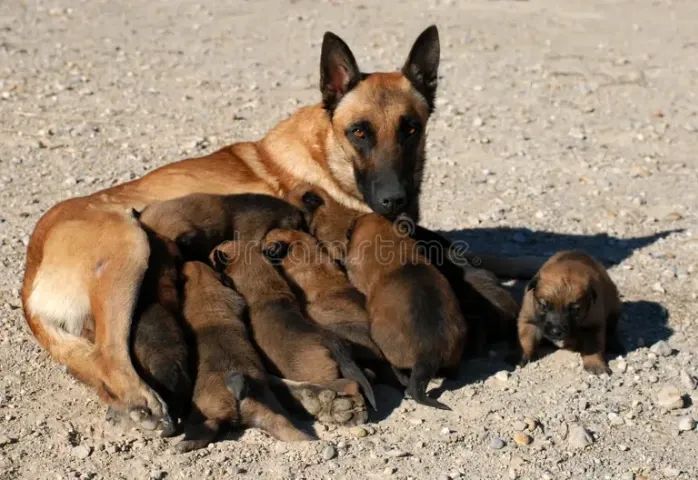 pastor x labrador 