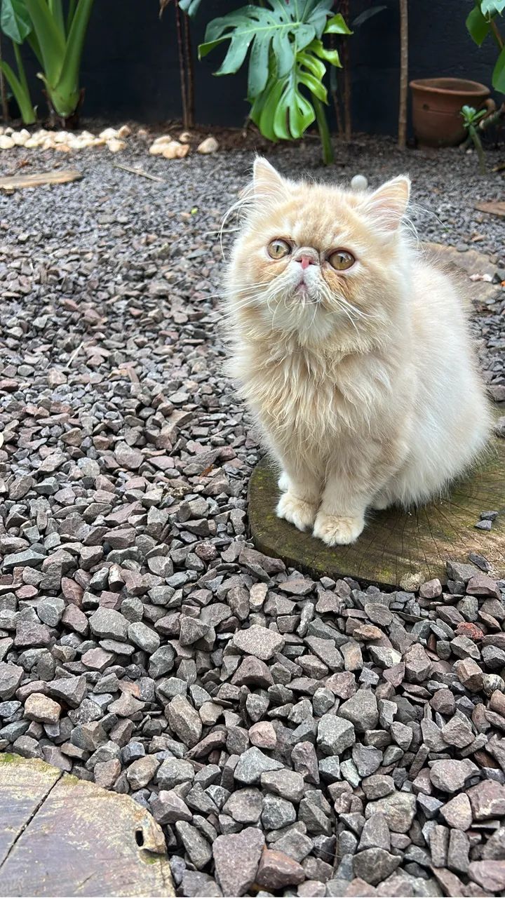 Gato 