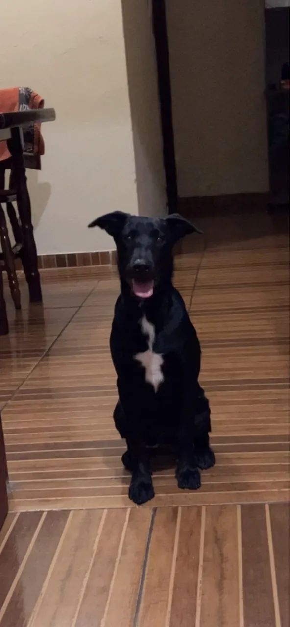 Doação de animal  - Foto 4