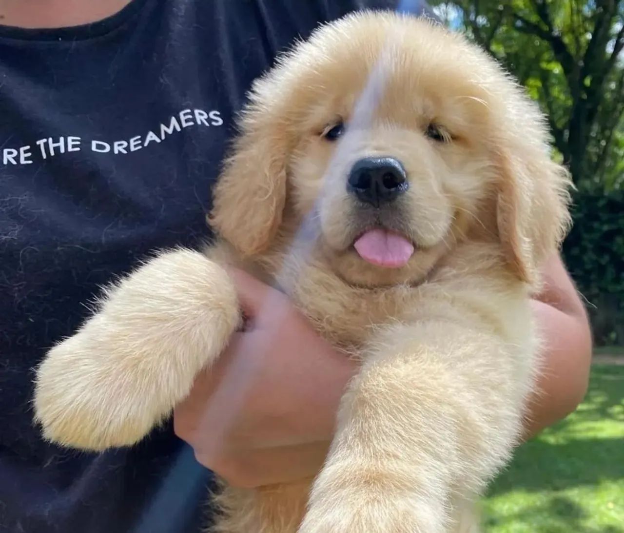 Golden Retriever  - Foto 2