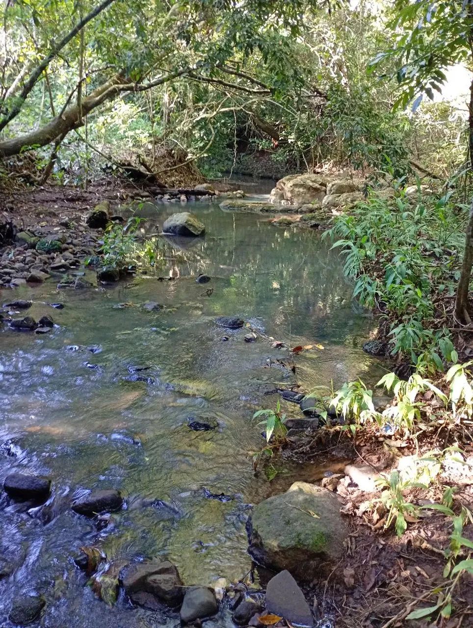 CHÁCARA 2.5 HA TERENOS  - Foto 3