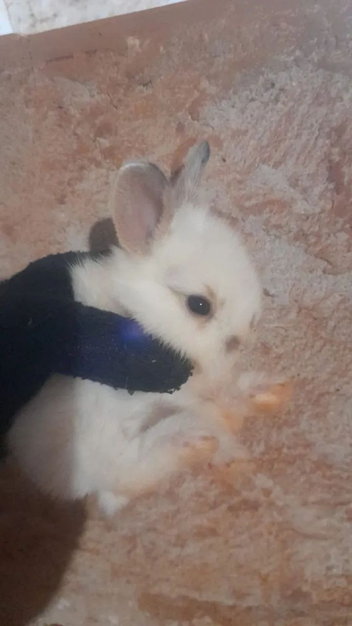 Coelhos  - Foto 2