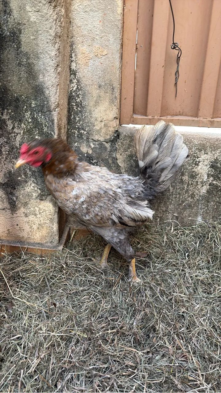 Galinha nanica 