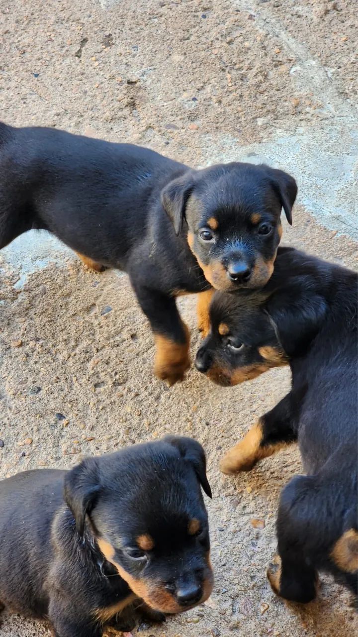 Filhotes Rottweiler  - Foto 4