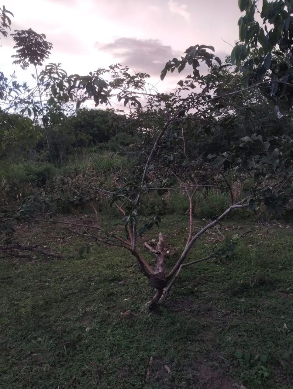 Vende-se ou troca chácara próximo a palmares II - Foto 5